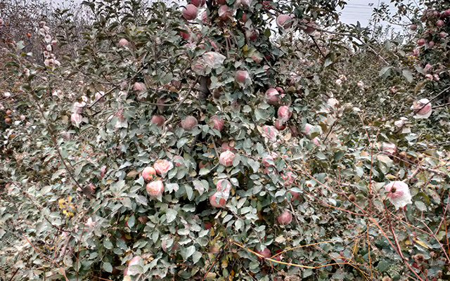 苹果肥料示范基地